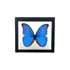 Metallic Blue Morpho Butterfly
