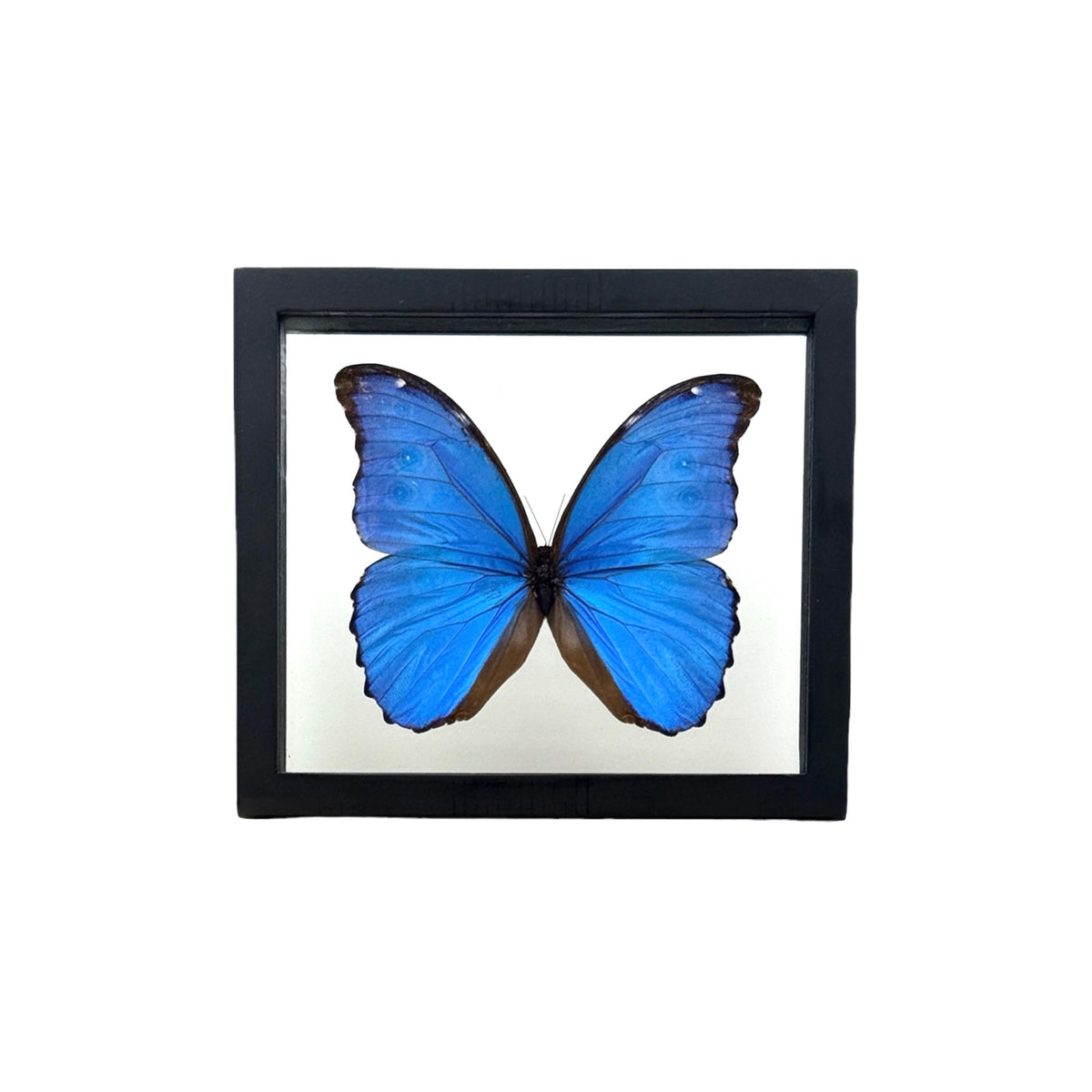 Metallic Blue Morpho Butterfly