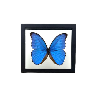 Metallic Blue Morpho Butterfly