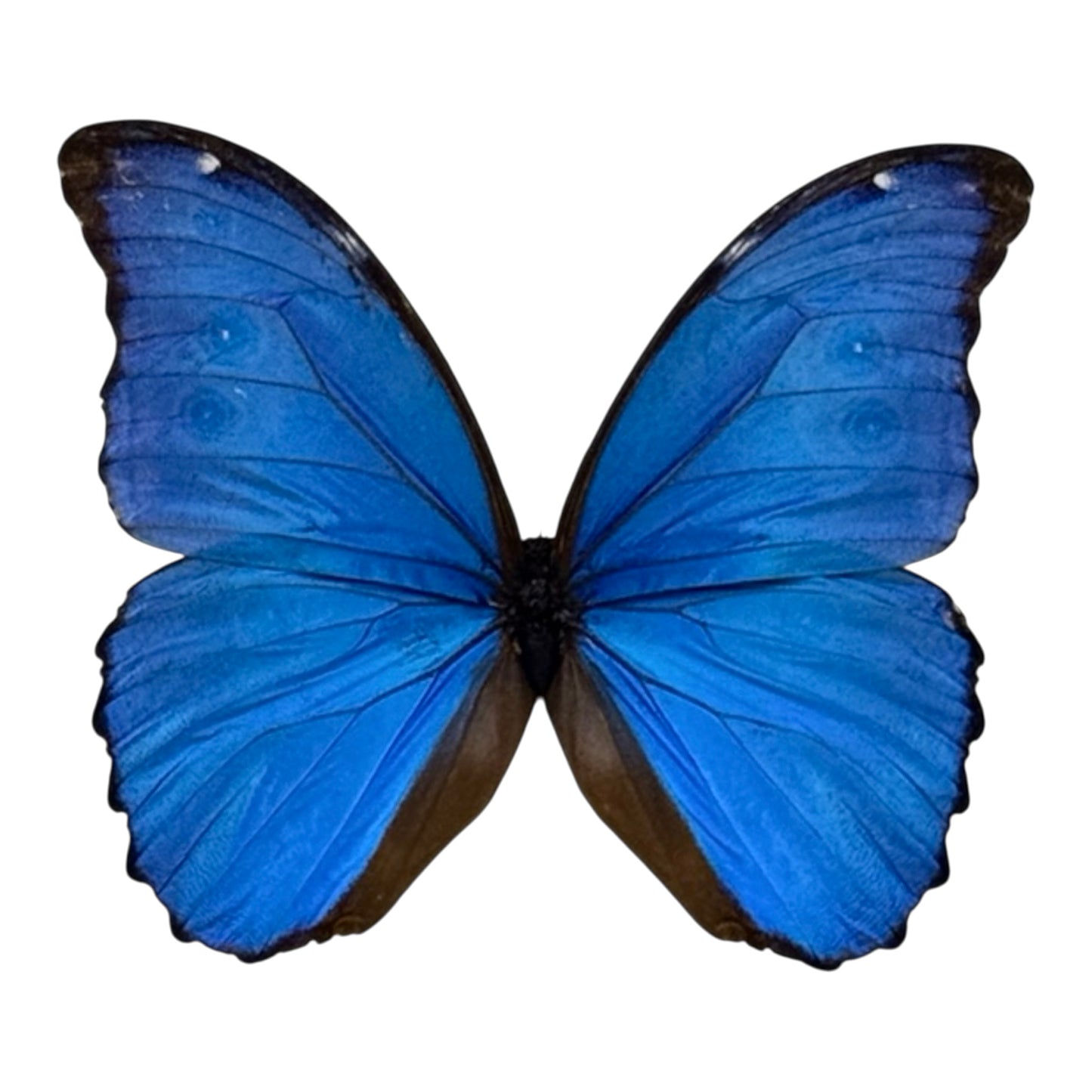 Metallic Blue Morpho Butterfly