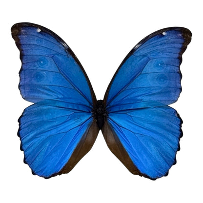 Metallic Blue Morpho Butterfly