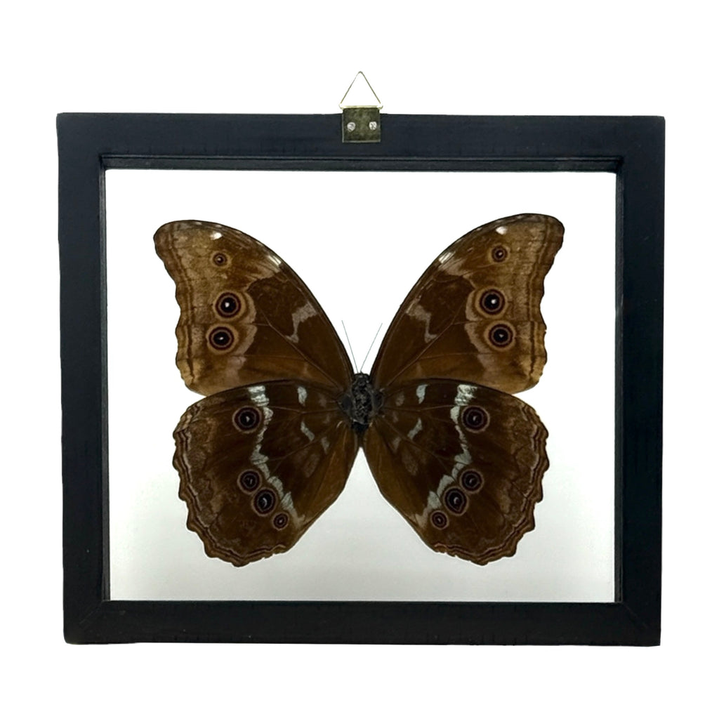 Metallic Blue Morpho Butterfly