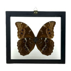 Metallic Blue Morpho Butterfly