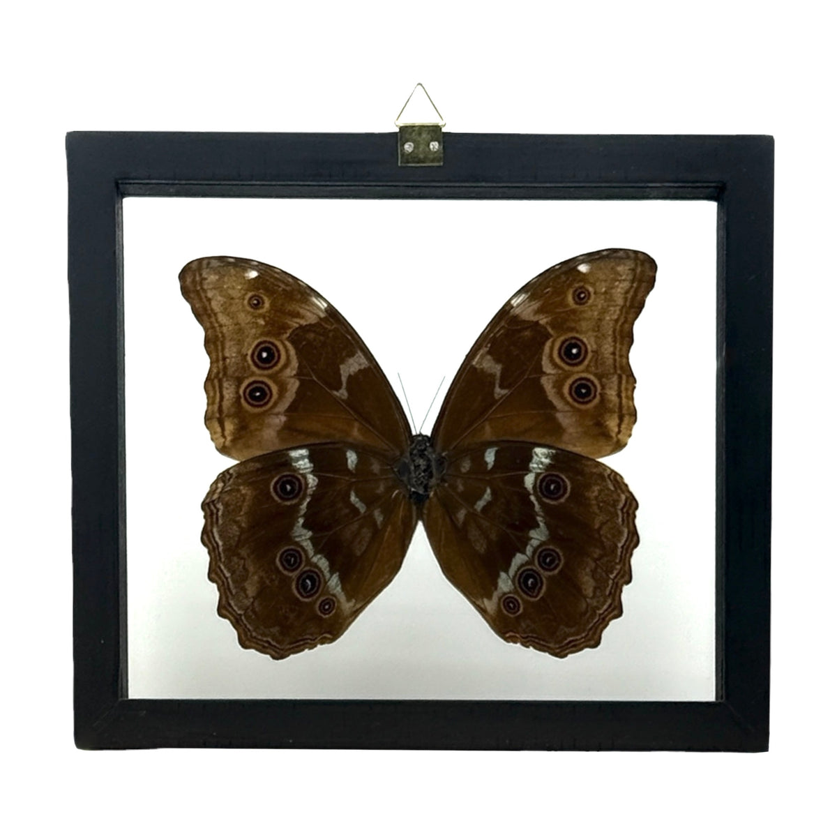 Metallic Blue Morpho Butterfly