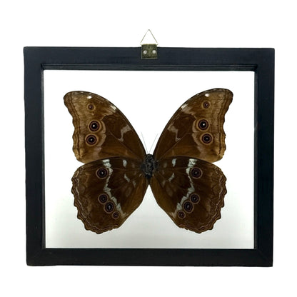 Metallic Blue Morpho Butterfly