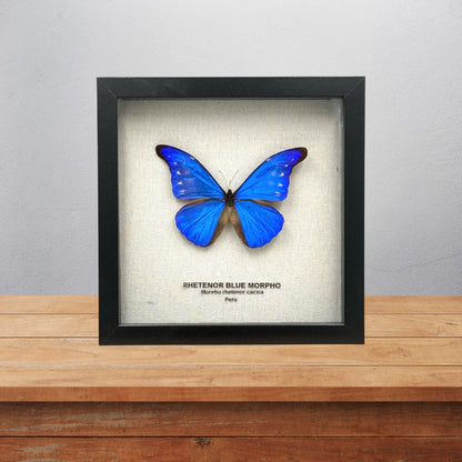 Rhetenor Blue Morpho Butterfly