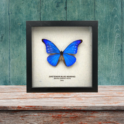 Rhetenor Blue Morpho Butterfly