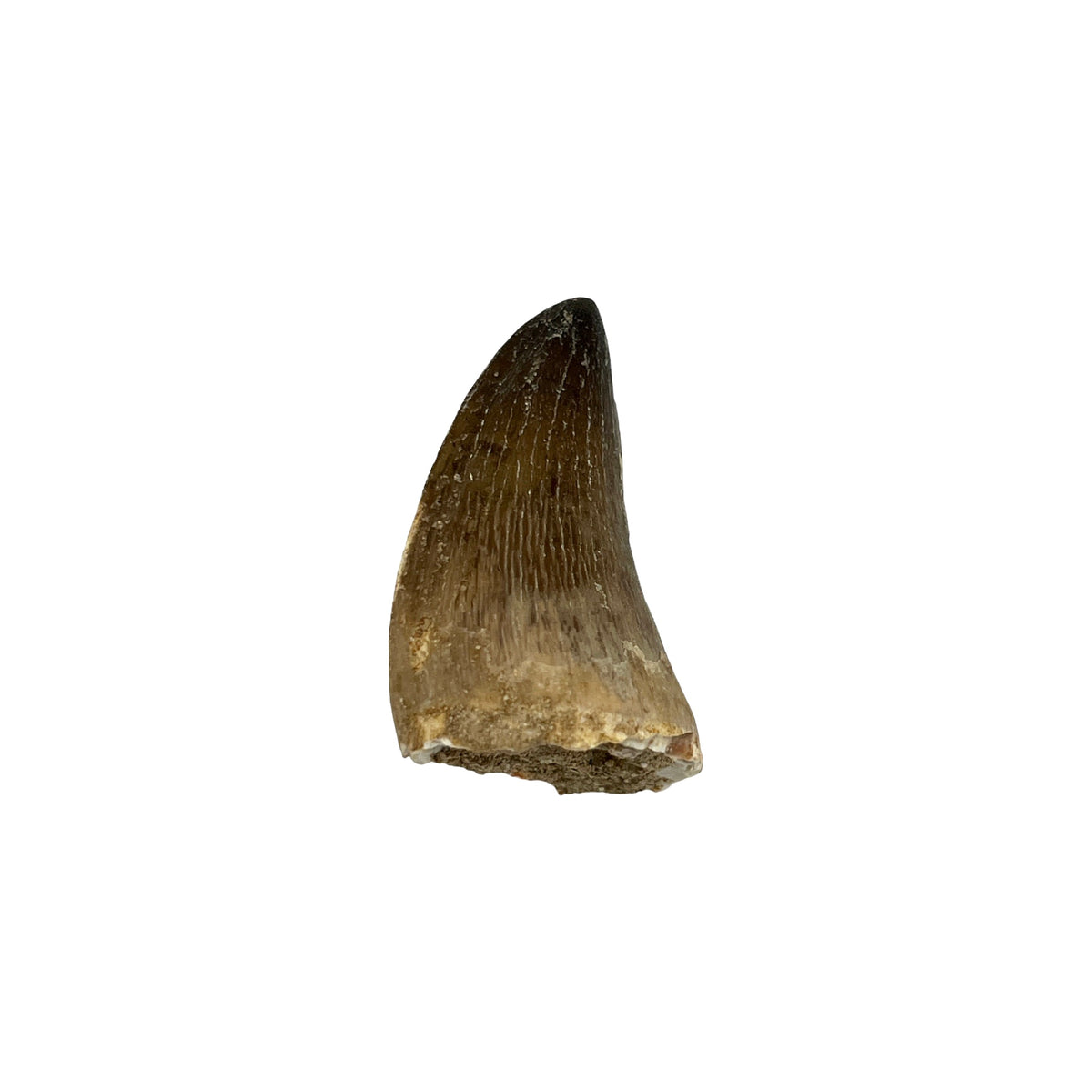 Fossilized Mosasaur Tooth (1-2")