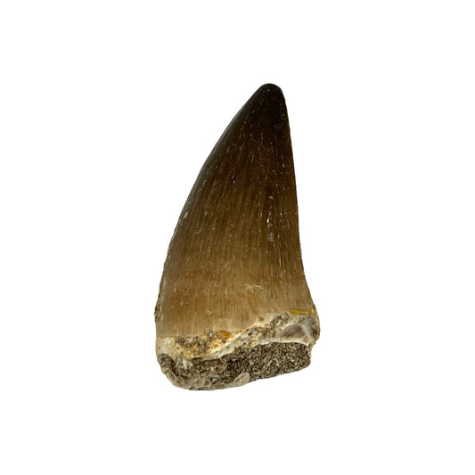 Fossilized Mosasaur Tooth (2-3")