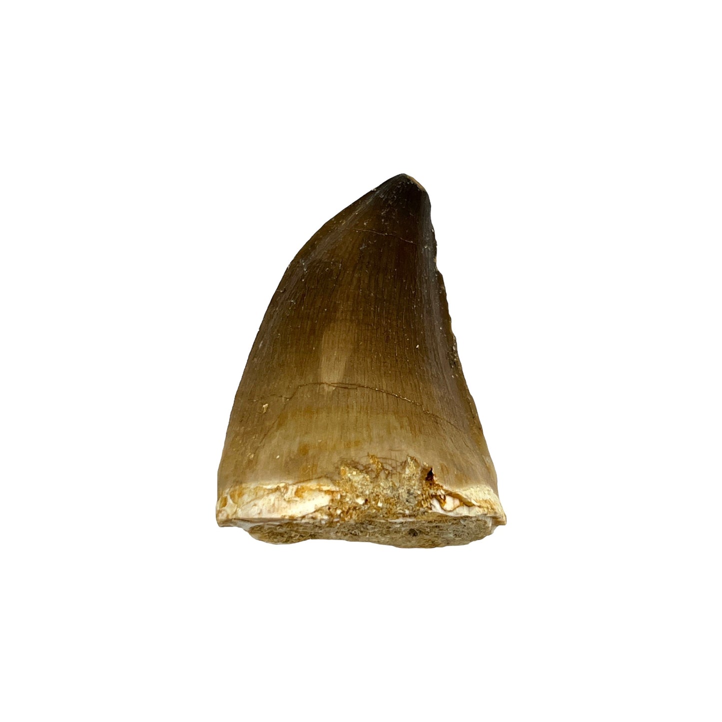 Fossilized Mosasaur Tooth (1-2")