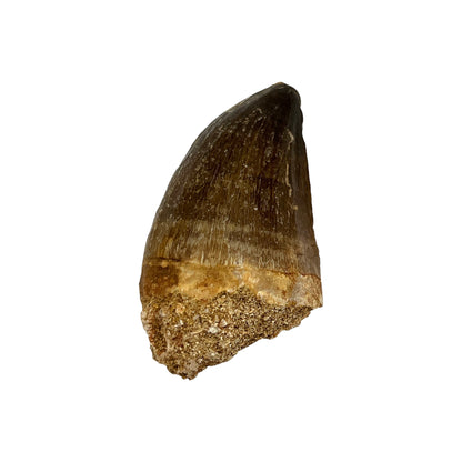 Fossilized Mosasaur Tooth (2-3")