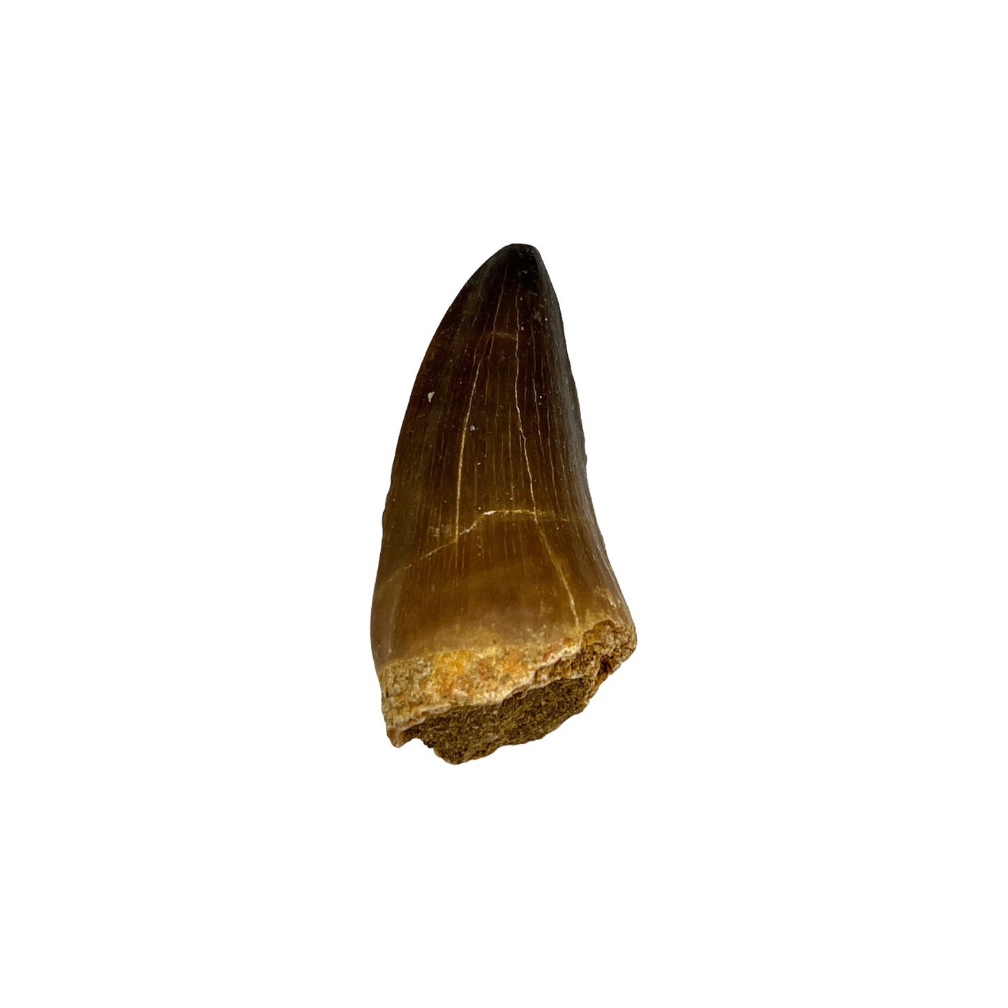 Fossilized Mosasaur Tooth (1-2")