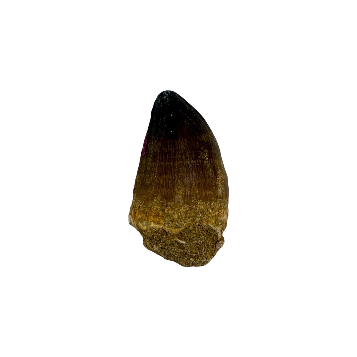 Fossilized Mosasaur Tooth (1-2")