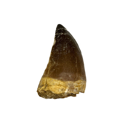 Fossilized Mosasaur Tooth (2-3")