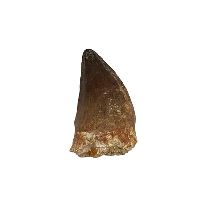 Fossilized Mosasaur Tooth (1-2")