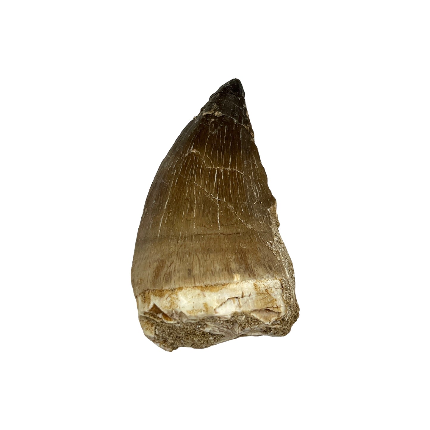 Fossilized Mosasaur Tooth (2-3")