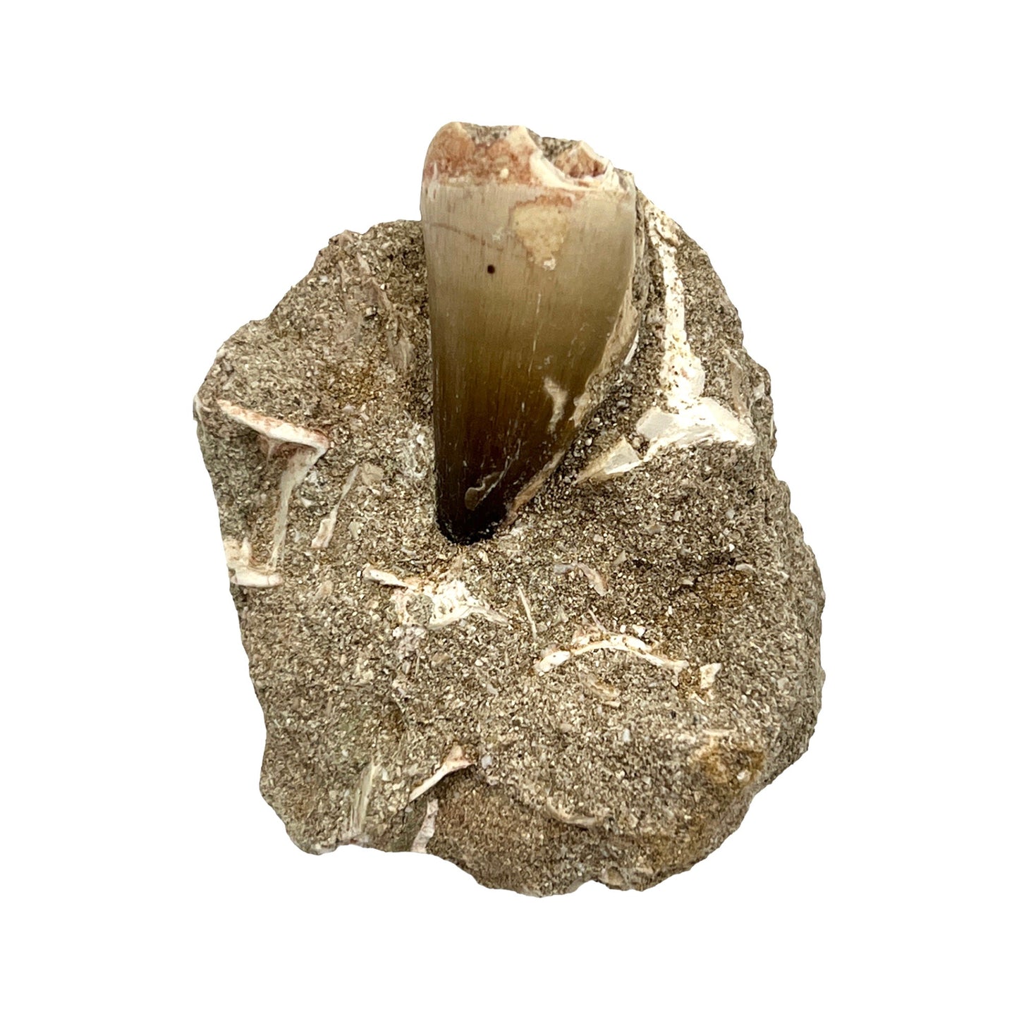 Fossilized Mosasaur Tooth in Matrix