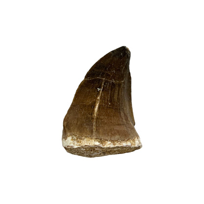 Fossilized Mosasaur Tooth (1-2")