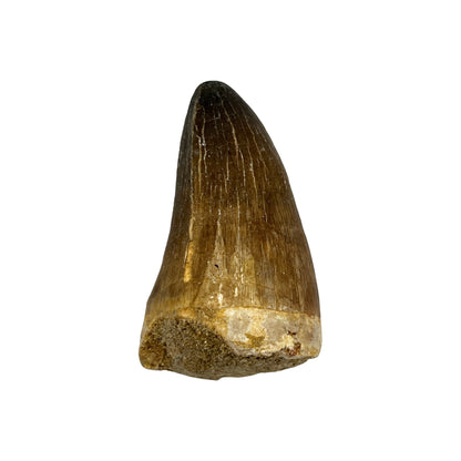 Fossilized Mosasaur Tooth (2-3")