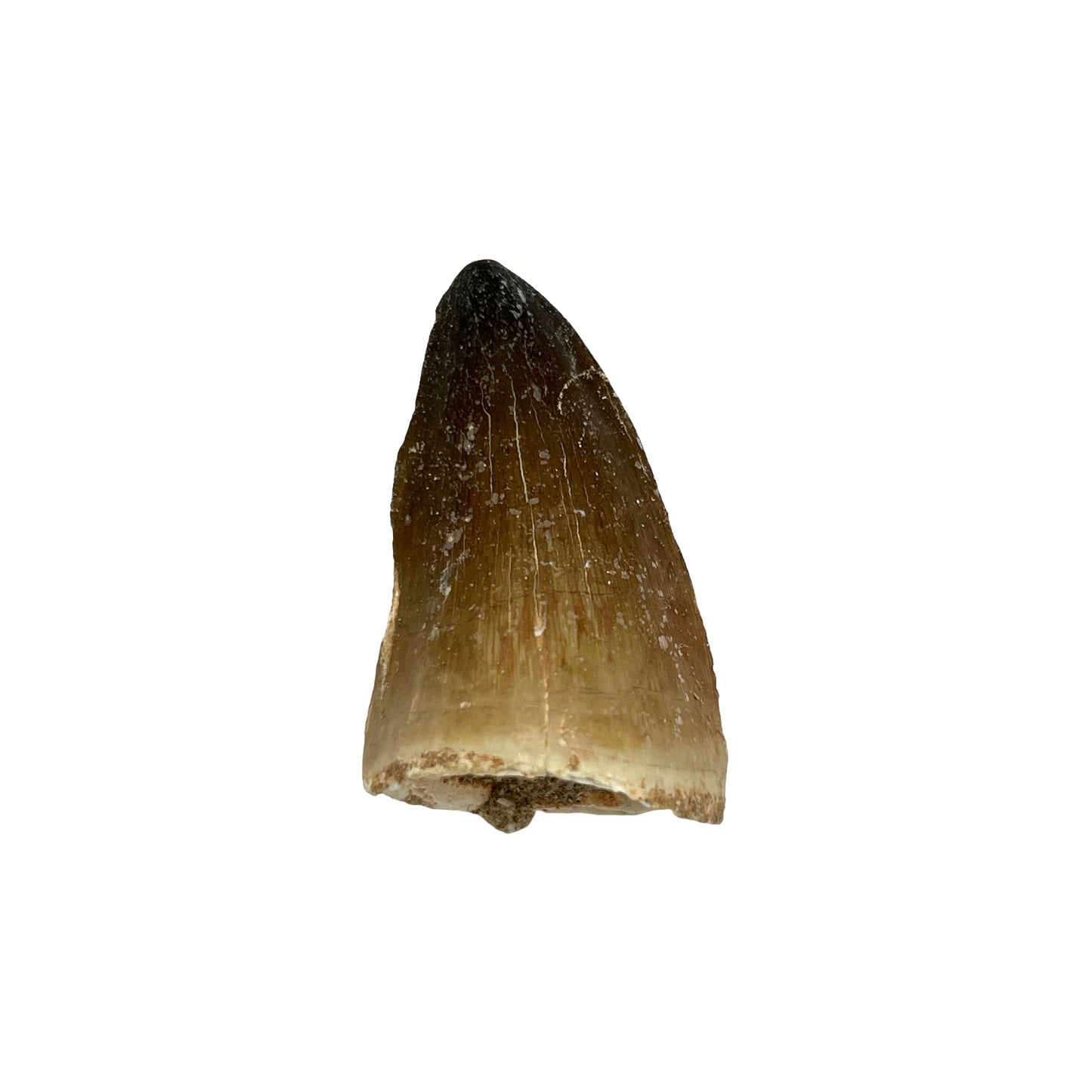 Fossilized Mosasaur Tooth (1-2")