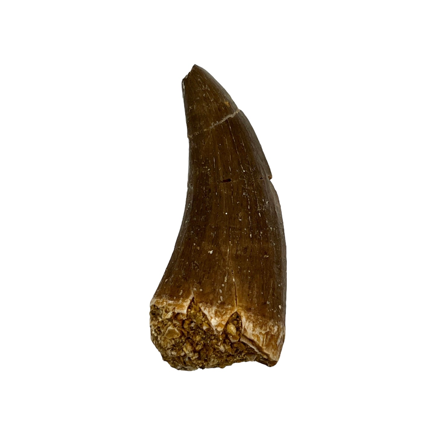 Fossilized Mosasaur Tooth (2-3")