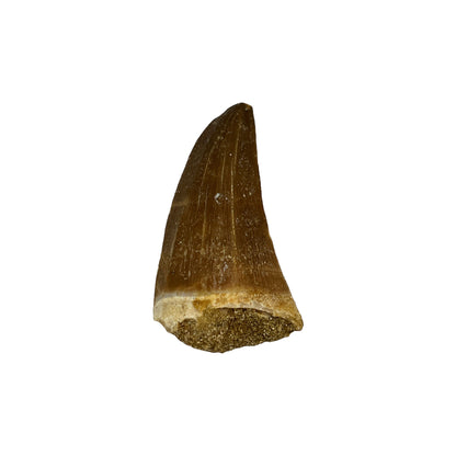 Fossilized Mosasaur Tooth (1-2")