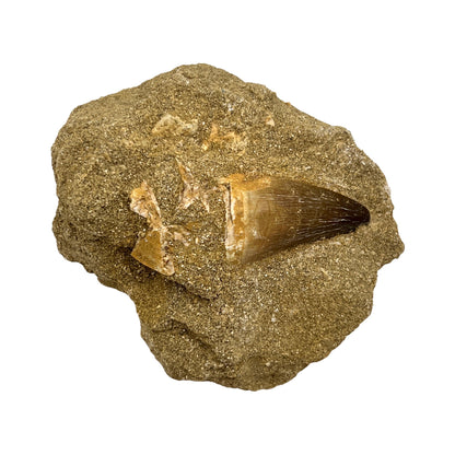 Fossilized Mosasaur Tooth in Matrix