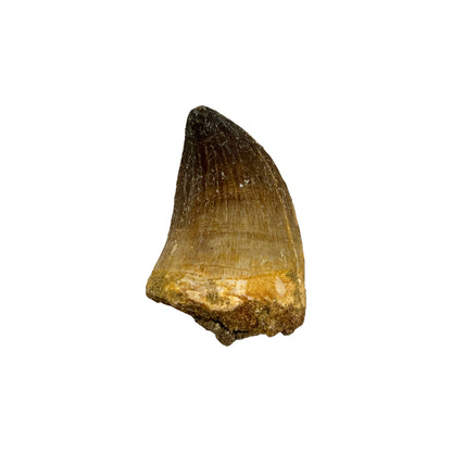 Fossilized Mosasaur Tooth (1-2")