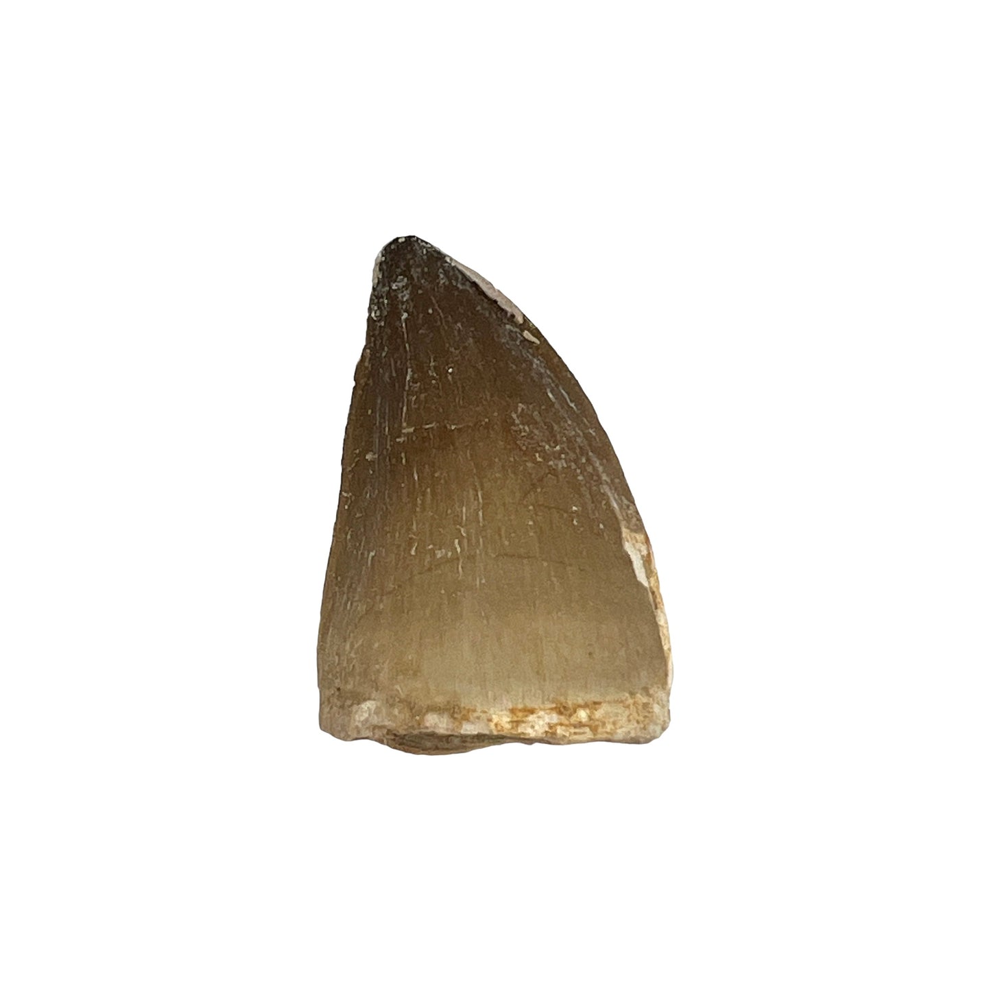 Fossilized Mosasaur Tooth (1-2")