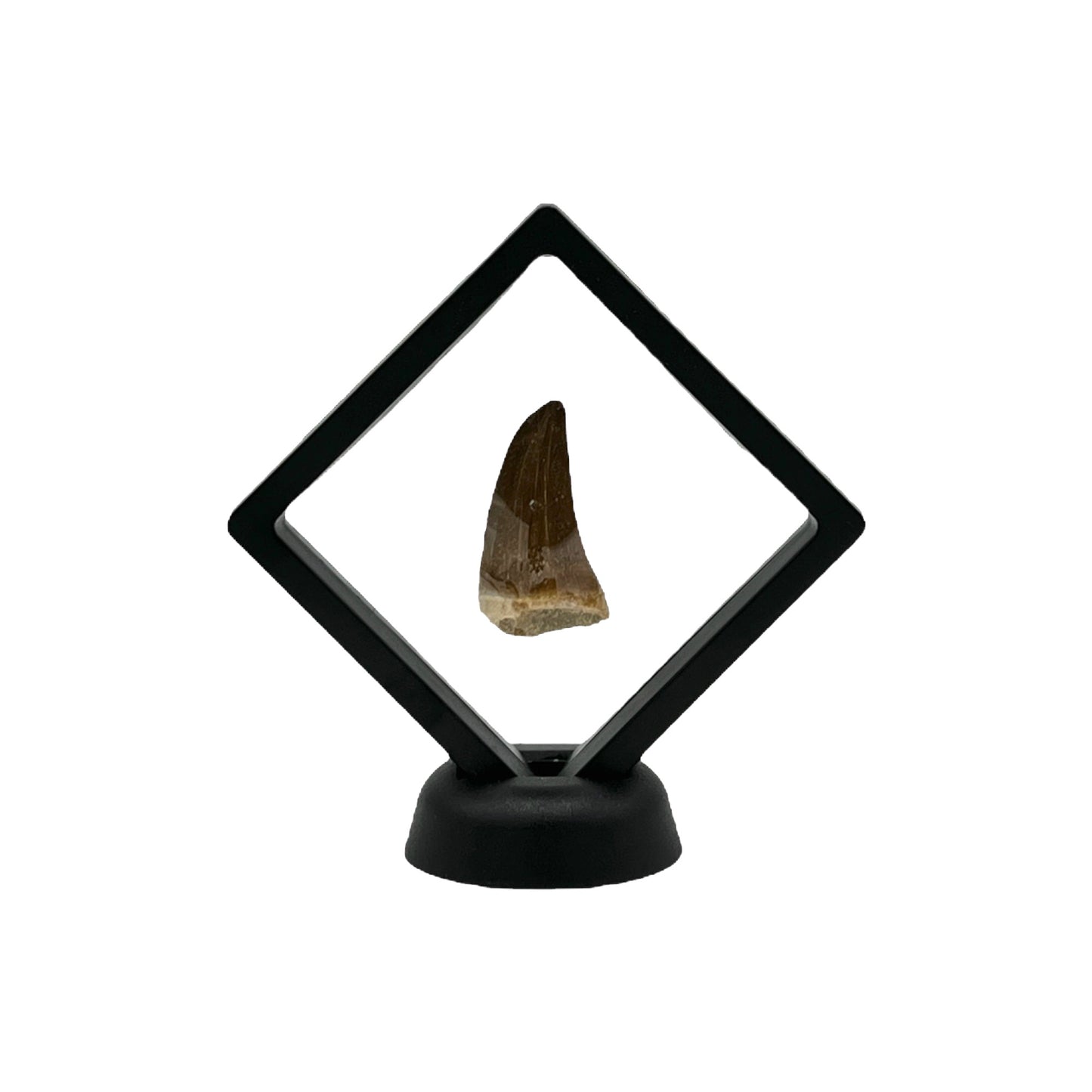 Fossilized Mosasaur Tooth (1-2")