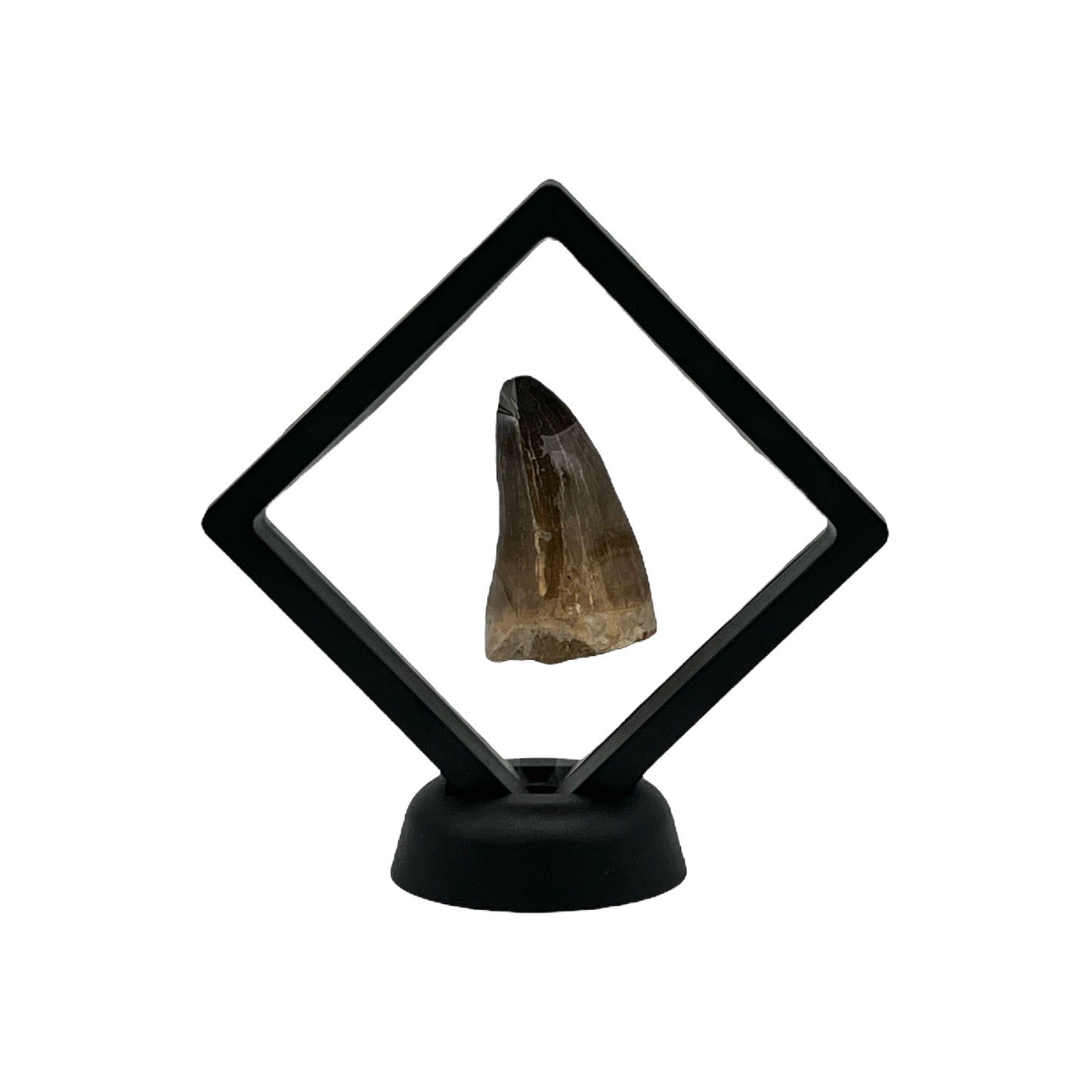 Fossilized Mosasaur Tooth (2-3")