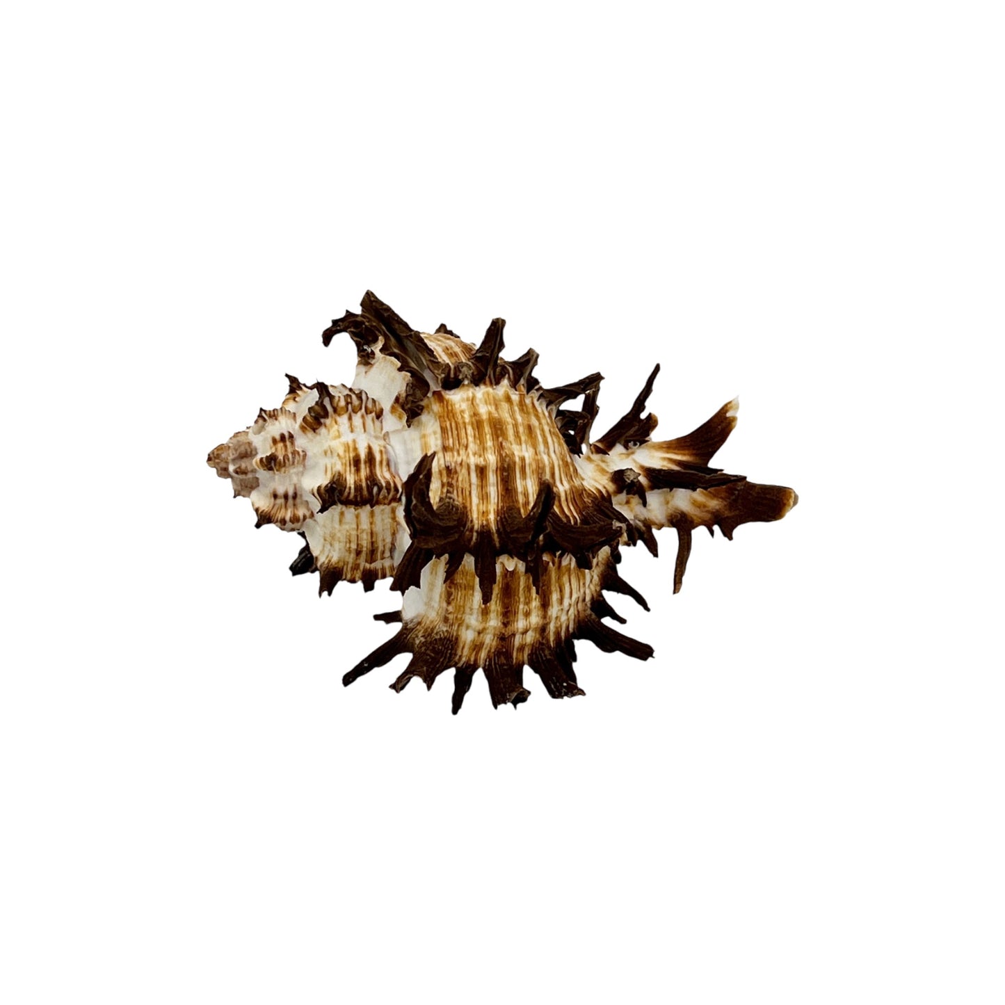 Murex Endiva Shell (4")