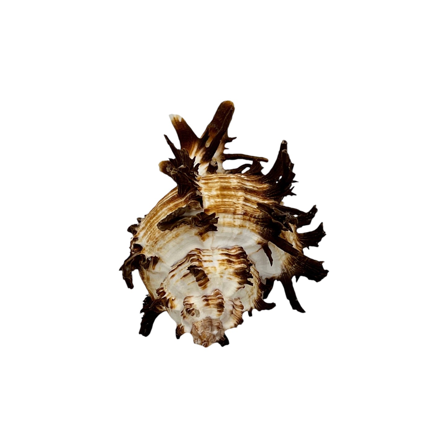 Murex Endiva Shell (4")