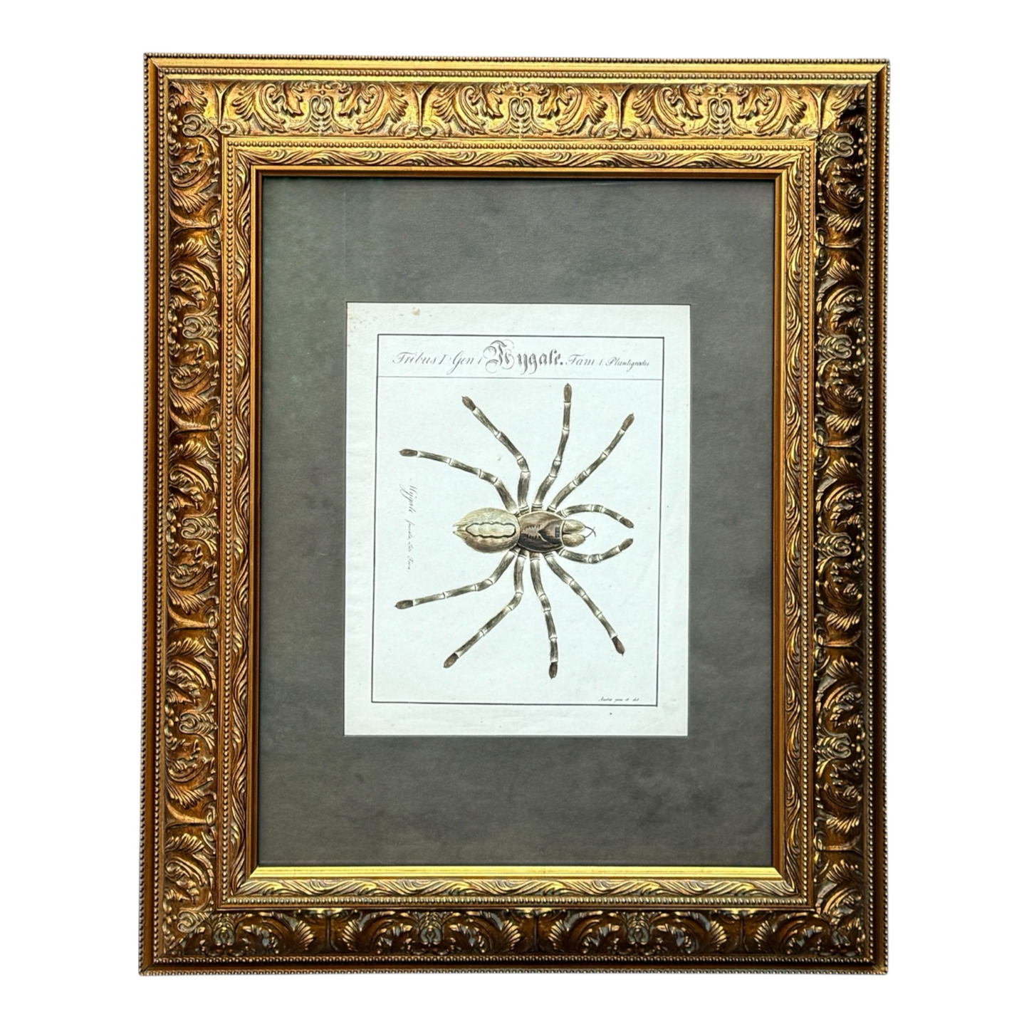Mygale Fasciata - Framed Art by Carl Wilhelm Hahn