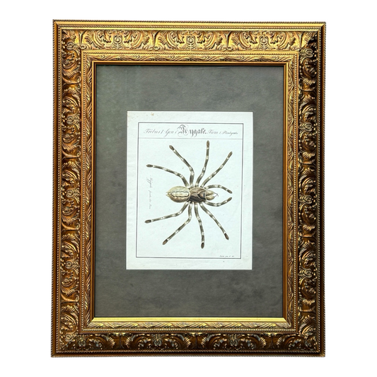 Mygale Fasciata - Framed Art by Carl Wilhelm Hahn