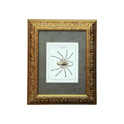 Mygale Fasciata - Framed Art by Carl Wilhelm Hahn