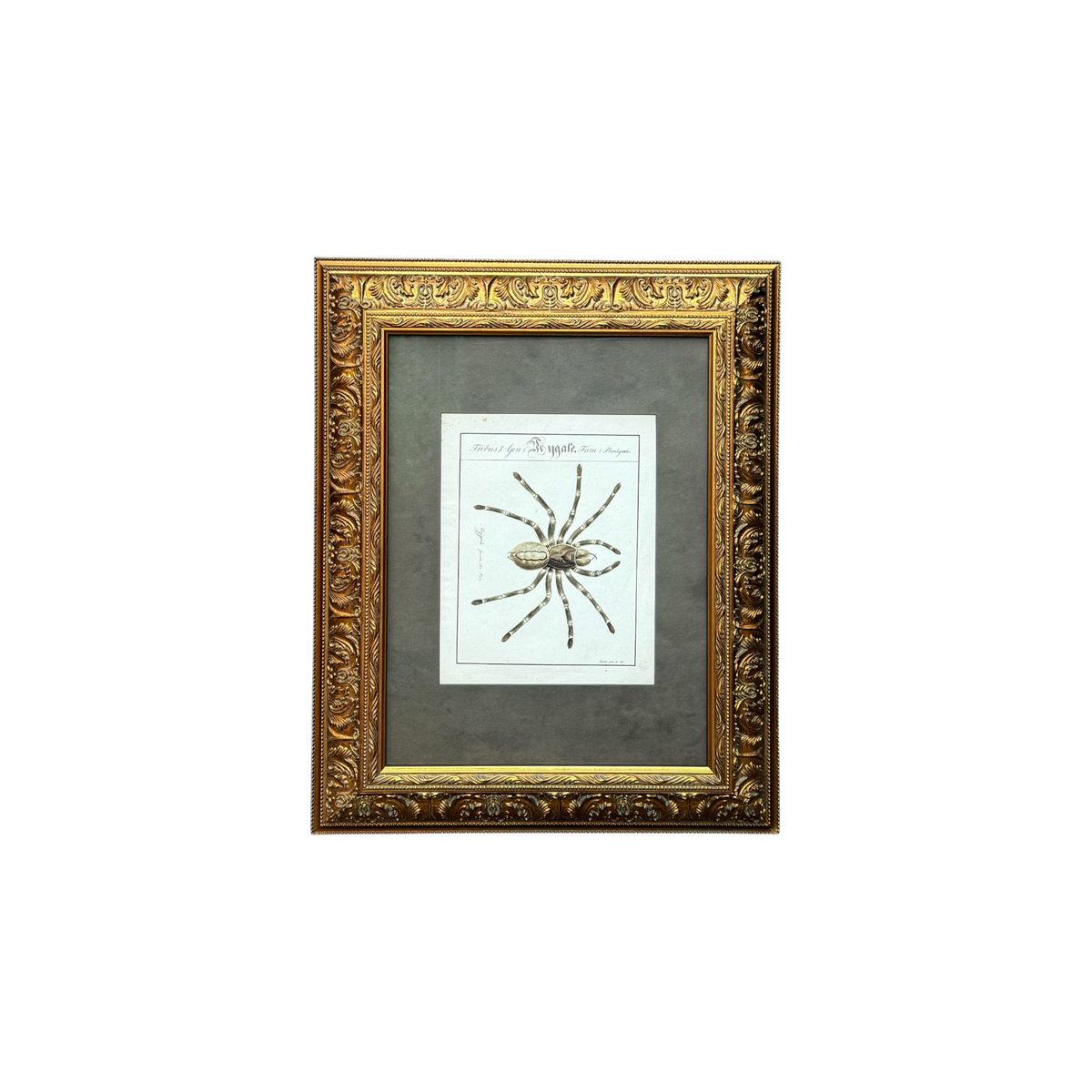 Mygale Fasciata - Framed Art by Carl Wilhelm Hahn