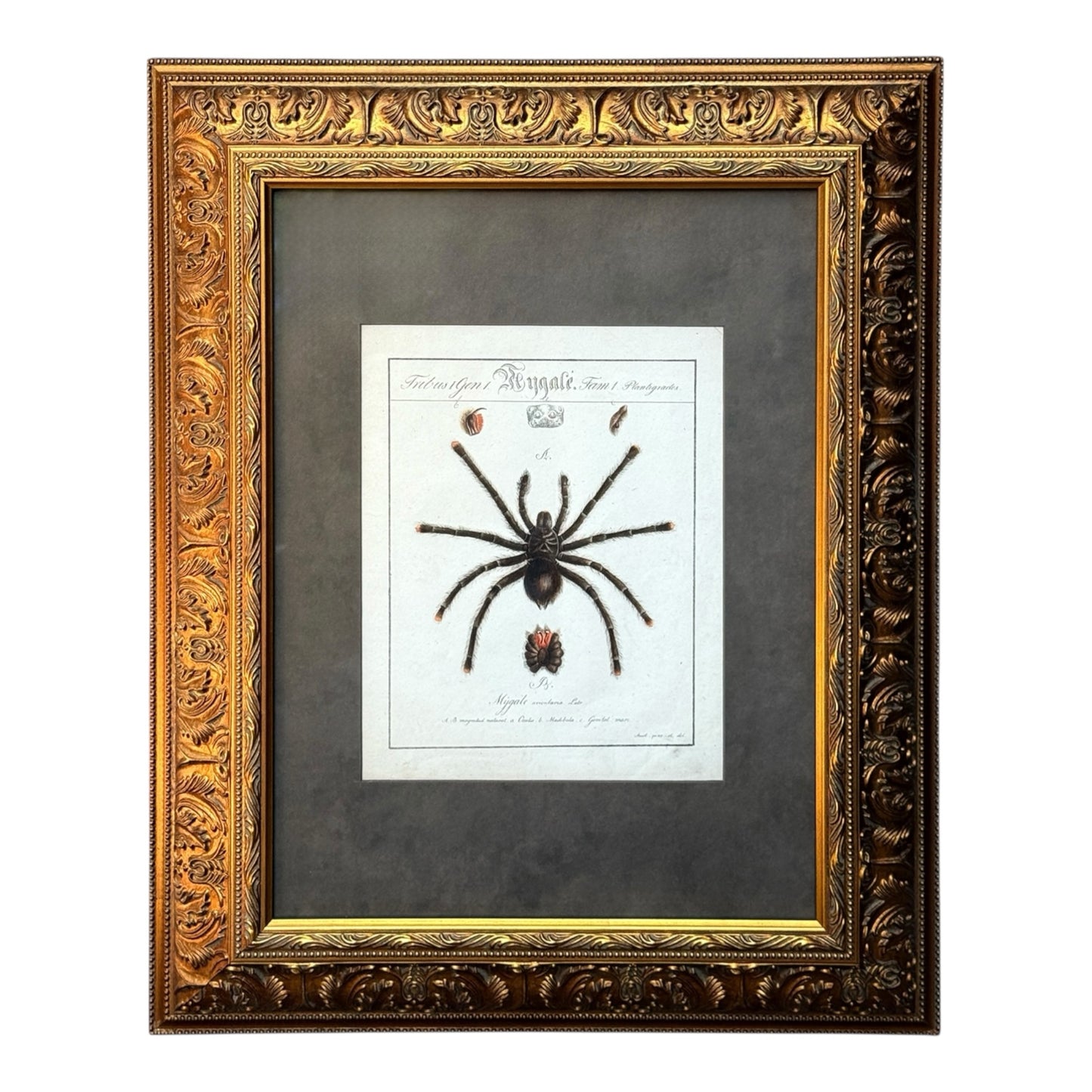Mygale Avicularia - Framed Art by Carl Wilhelm Hahn