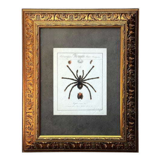 Mygale Avicularia - Framed Art by Carl Wilhelm Hahn