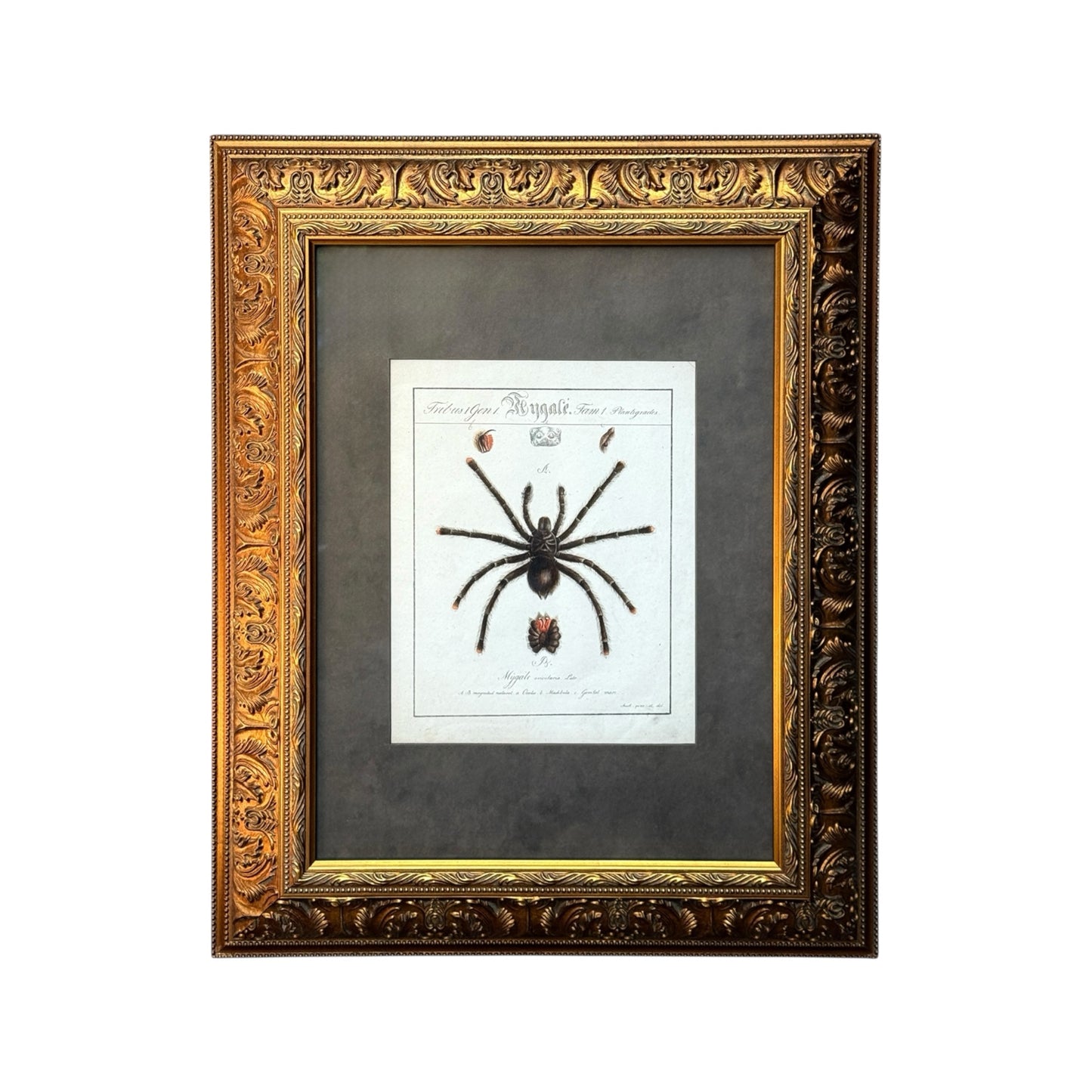 Mygale Avicularia - Framed Art by Carl Wilhelm Hahn