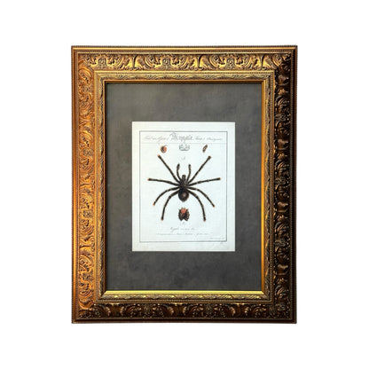 Mygale Avicularia - Framed Art by Carl Wilhelm Hahn