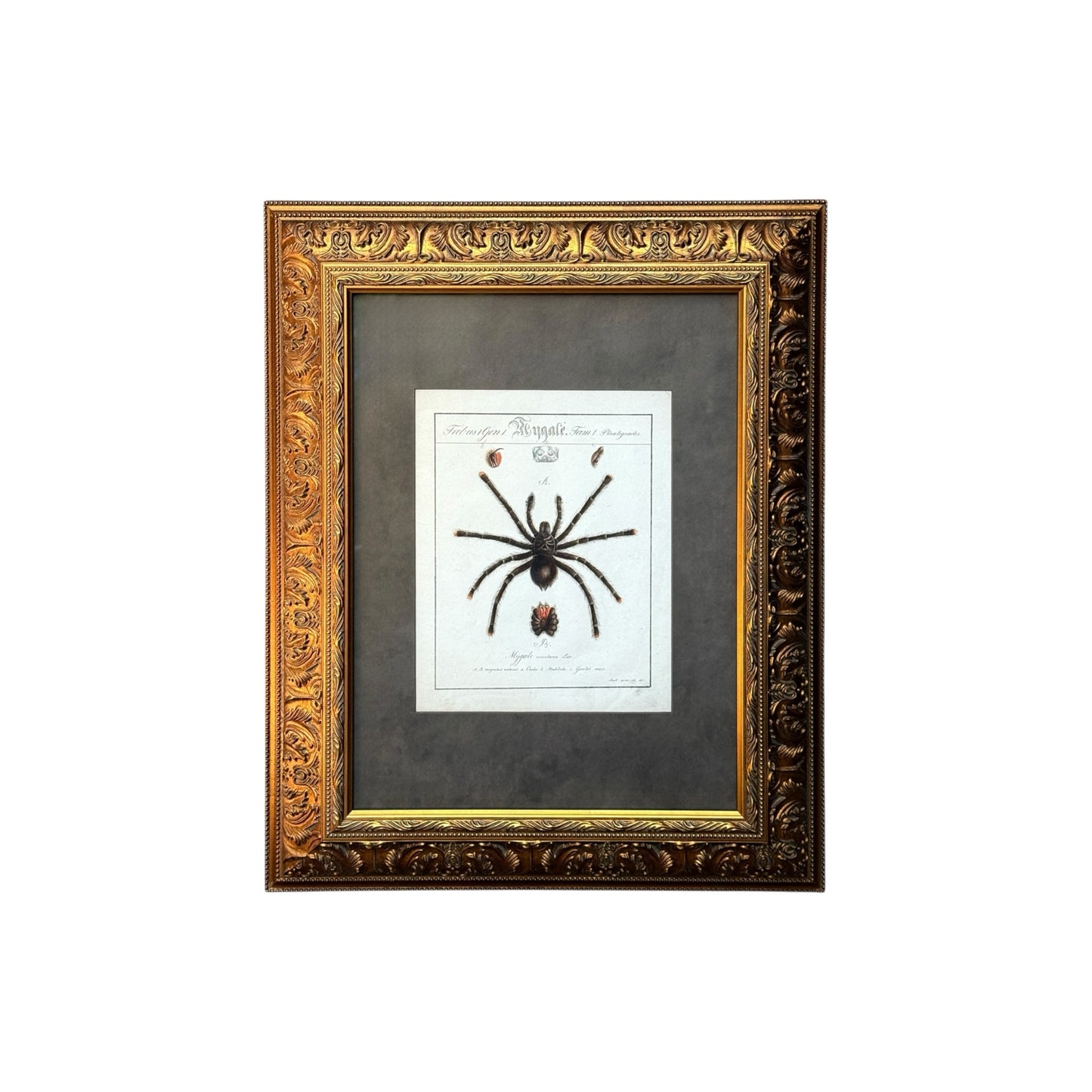 Mygale Avicularia - Framed Art by Carl Wilhelm Hahn