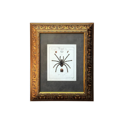 Mygale Avicularia - Framed Art by Carl Wilhelm Hahn