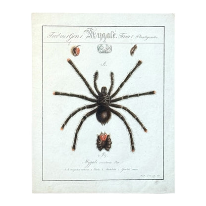 Mygale Avicularia - Framed Art by Carl Wilhelm Hahn