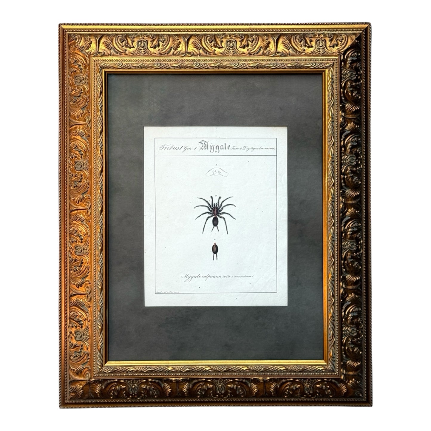 Mygale Calpeiana - Framed Art by Carl Wilhelm Hahn