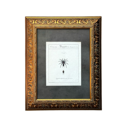 Mygale Calpeiana - Framed Art by Carl Wilhelm Hahn