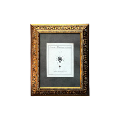 Mygale Calpeiana - Framed Art by Carl Wilhelm Hahn