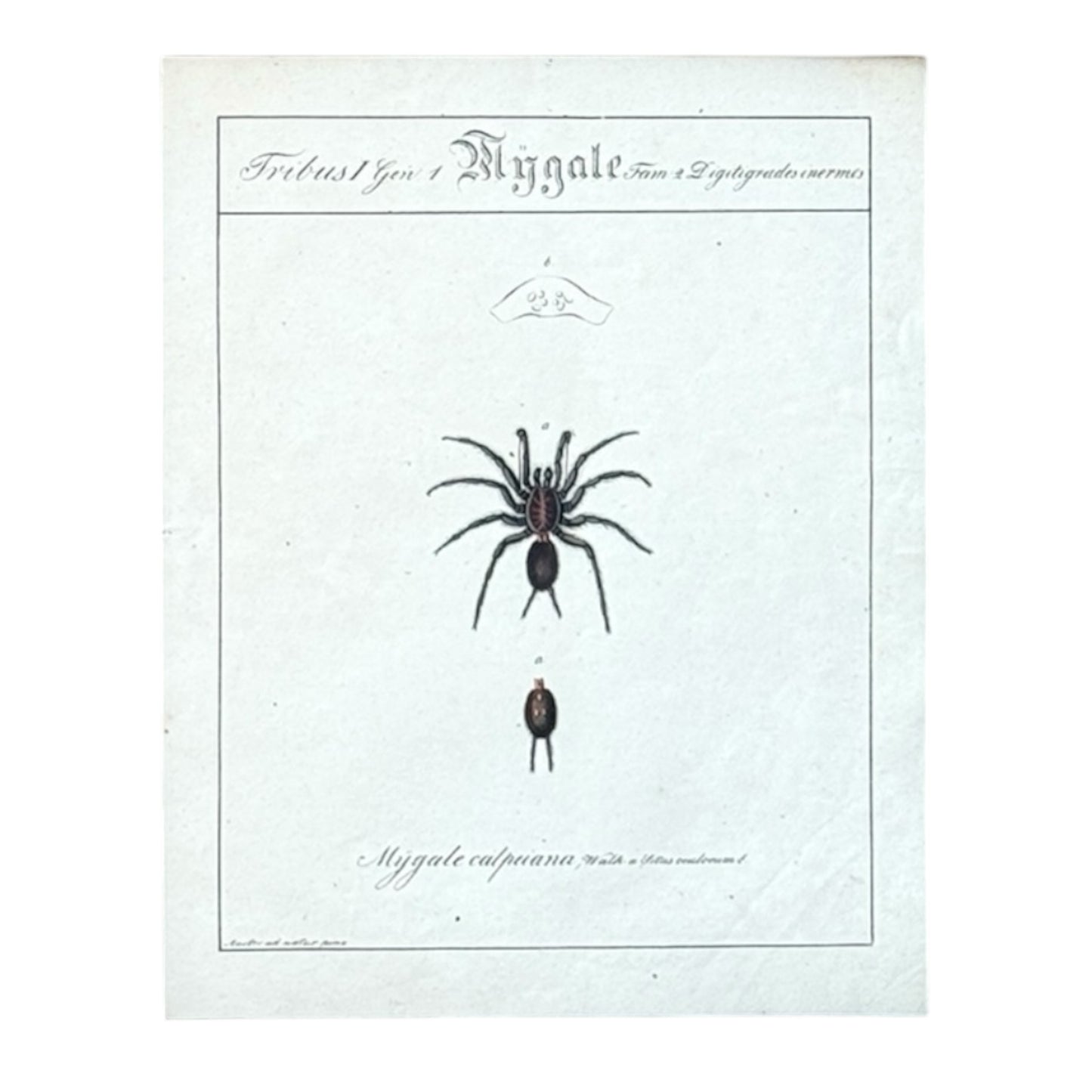 Mygale Calpeiana - Framed Art by Carl Wilhelm Hahn