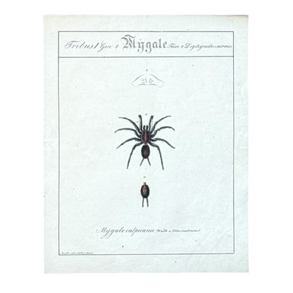 Mygale Calpeiana - Framed Art by Carl Wilhelm Hahn