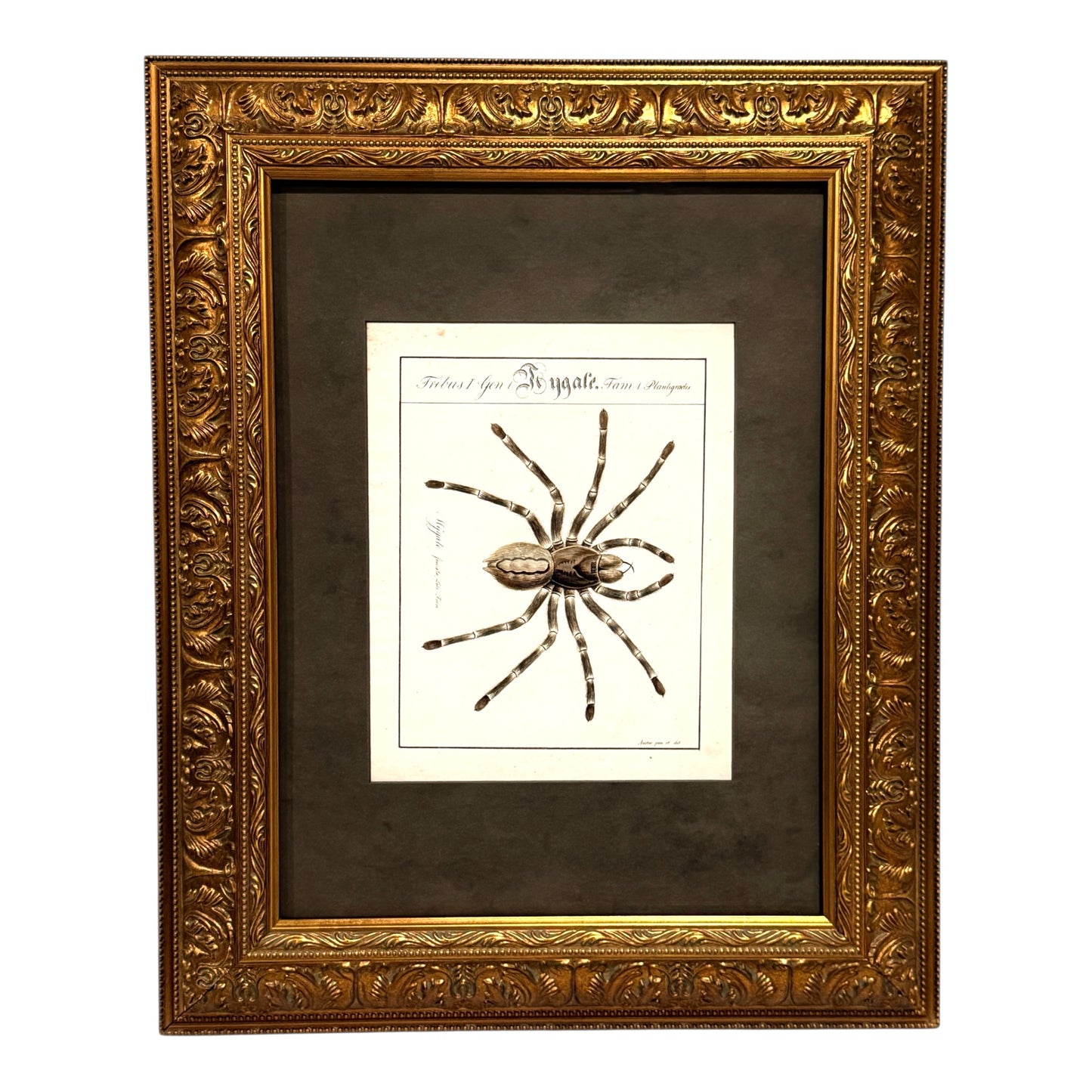 Mygale Fasciata - Framed Art by Carl Wilhelm Hahn